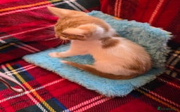 Mixed Breed cats for sale: Kittens  - Image 7