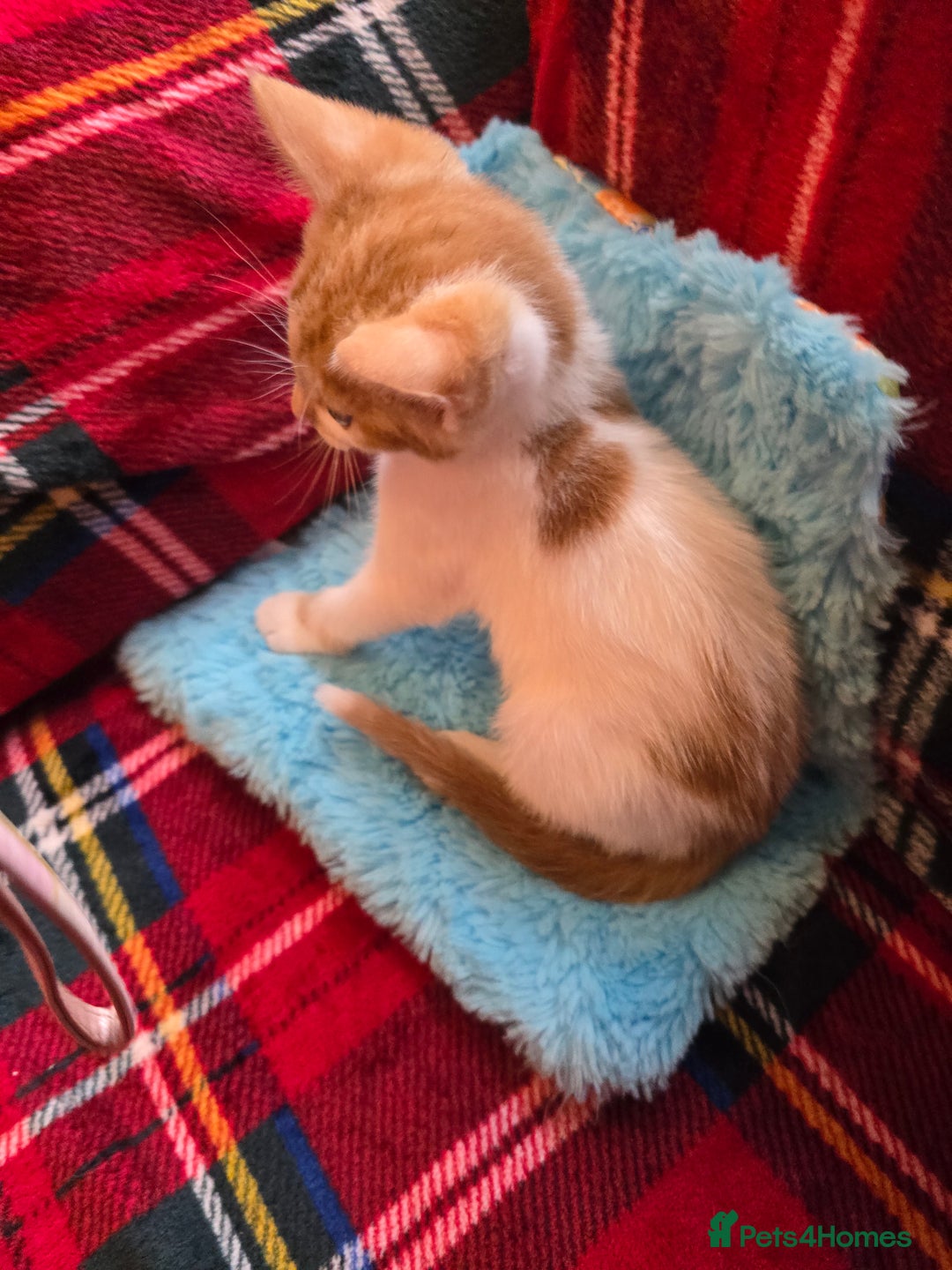 Mixed Breed cats for sale: Kittens  - Image 7