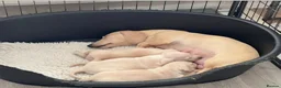 Miniature Dachshund dogs for sale: Beautiful Miniature Puppies in Portsmouth - Advert 9