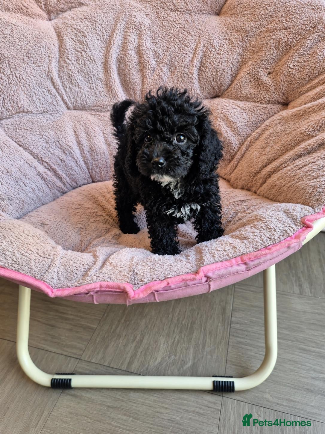 Toy Poodle dogs READY TO GO!!  Toy poodle Asian beautiful puppies - Advert 5