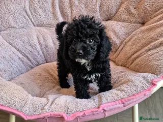 Toy Poodle dogs READY TO GO!! Toy poodle Asian beautiful puppies - Advert 1