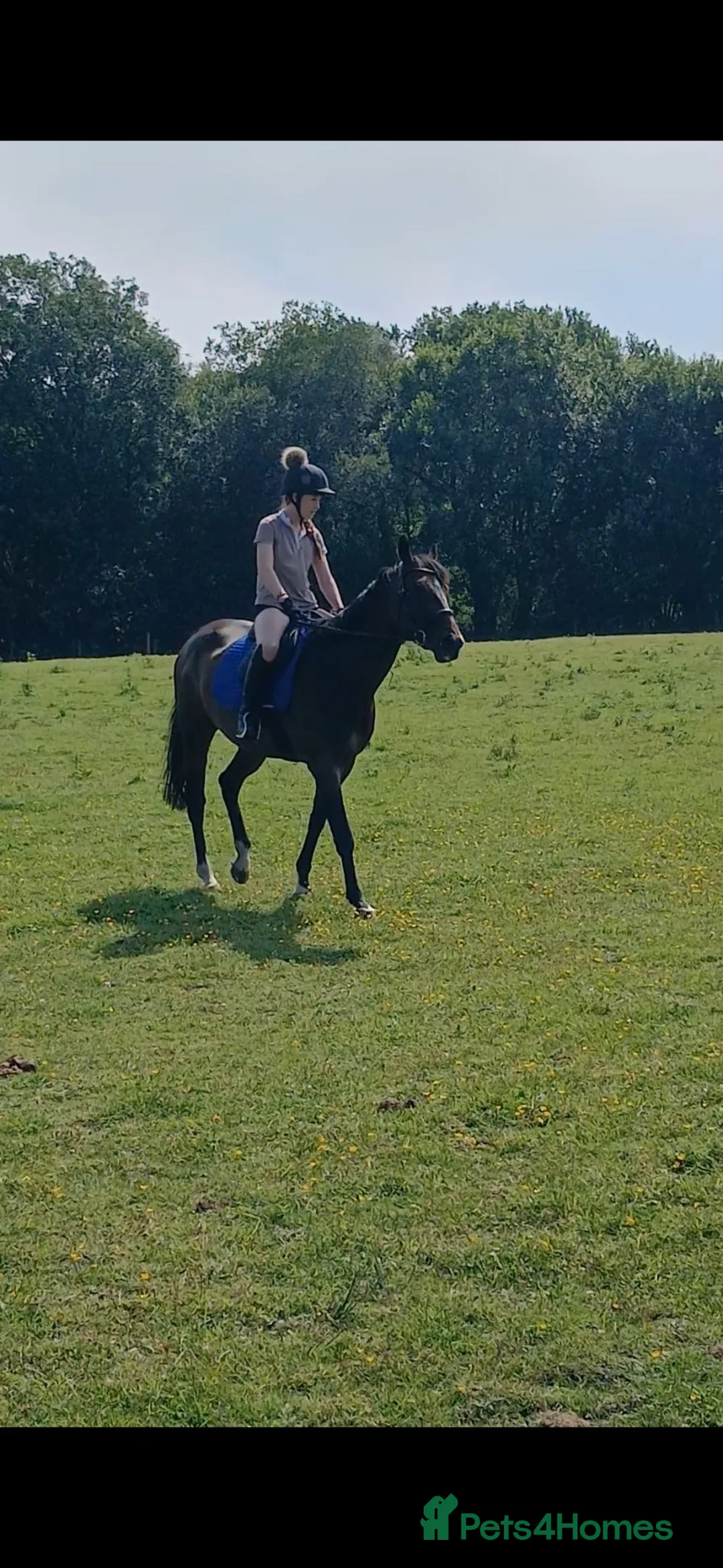 English Thoroughbred horses for sale: 15.3h TB mare 5year old £1700 ono in Annan - Advert 1