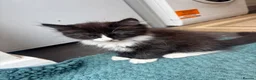 Mixed Breed cats for sale: Half ragdoll kittens! - Advert 5