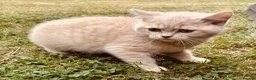British Shorthair cats for sale: GGCF reg British shorthair cream boy kitten  - Advert 2