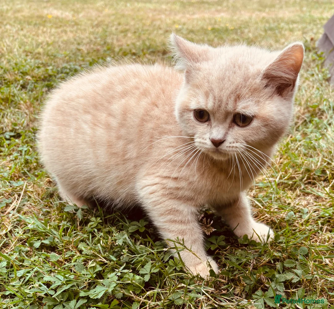 British Shorthair cats for sale: GGCF reg British shorthair cream boy kitten  - Advert 2