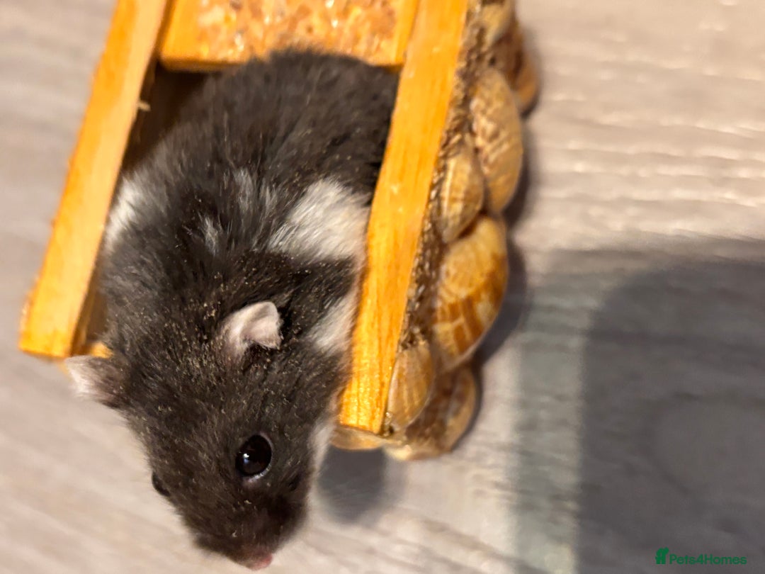 Hamster rodents for sale: Supertamed Russian white dwarf Baby Hamsters - Image 13