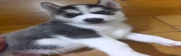 Siberian Husky dogs for sale: Siberian husky 3boys 2girls in London - Advert 12