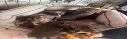 Dachshund dogs for sale: Dachshund puppies for sale  - Advert 15