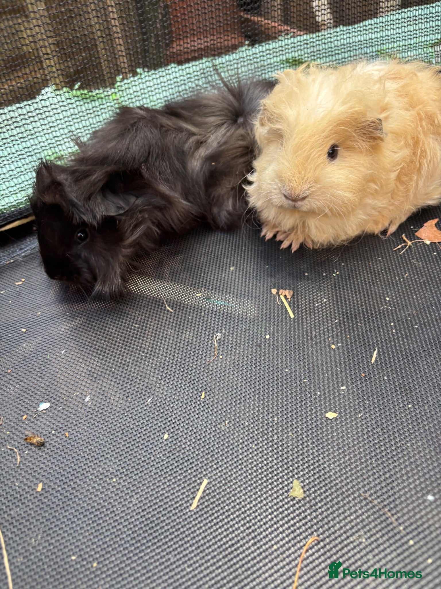 Guinea Pig rodents Long haired fluffy PeruvianSilkie guineapig babies - Advert 2