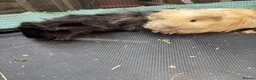 Guinea Pig rodents for sale: Long haired fluffy PeruvianSilkie guineapig babies - Advert 10