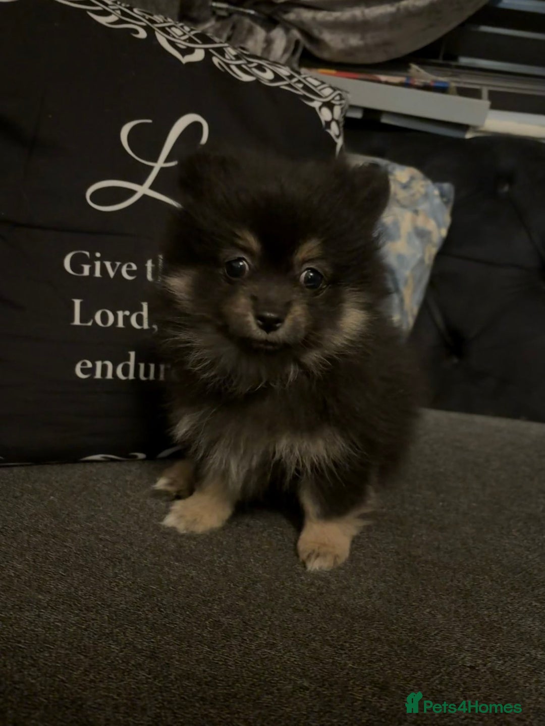 Pomeranian dogs for sale: Ready to leave last blk & tan & wlf sable boy - Advert 15
