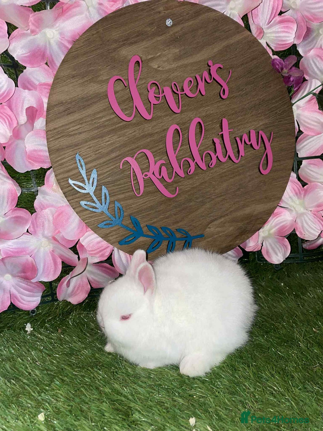 Netherland Dwarf rabbits for sale: Pedigree Netherland dwarfs - Advert 6
