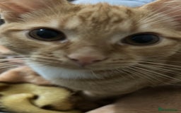 British Shorthair cats for sale: urgent: adorable 6 month old kitten for sale 🐾 - Image 5