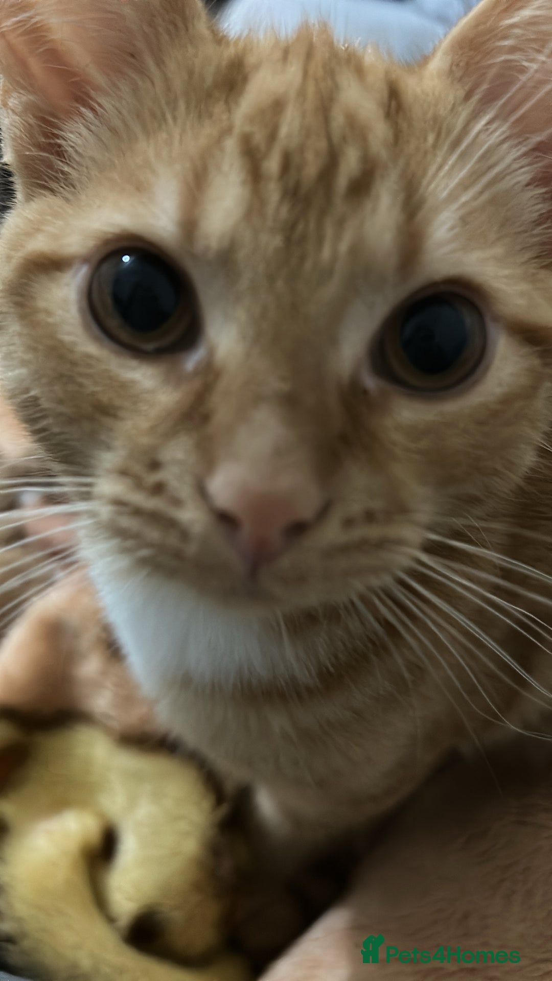 British Shorthair cats for sale: urgent: adorable 6 month old kitten for sale 🐾 - Image 5