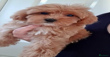 Maltipoo dogs - Advert 2