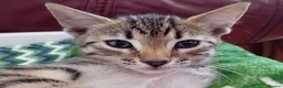 Bengal cats for sale: HomeRaised Bengal x Blue British Shorthair Kittens - Advert 3