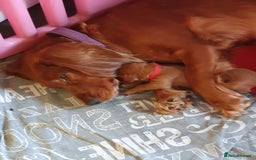 Cocker Spaniel dogs for sale: K.C. Registered cocker spaniel puppies - Image 7