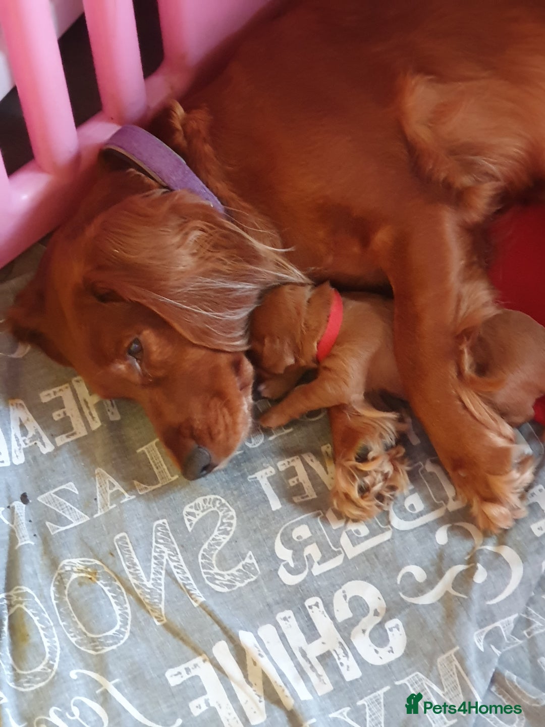 Cocker Spaniel dogs for sale: K.C. Registered cocker spaniel puppies - Image 7