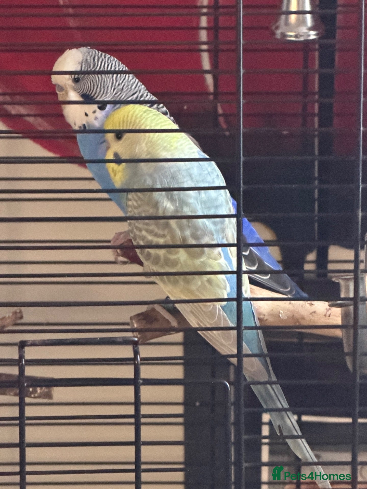 Budgerigars birds 2 bonded budgies and cage  - Advert 1