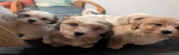 Mixed Breed dogs for sale: Adorable little bundles of joy!!  in Margate - Advert 13