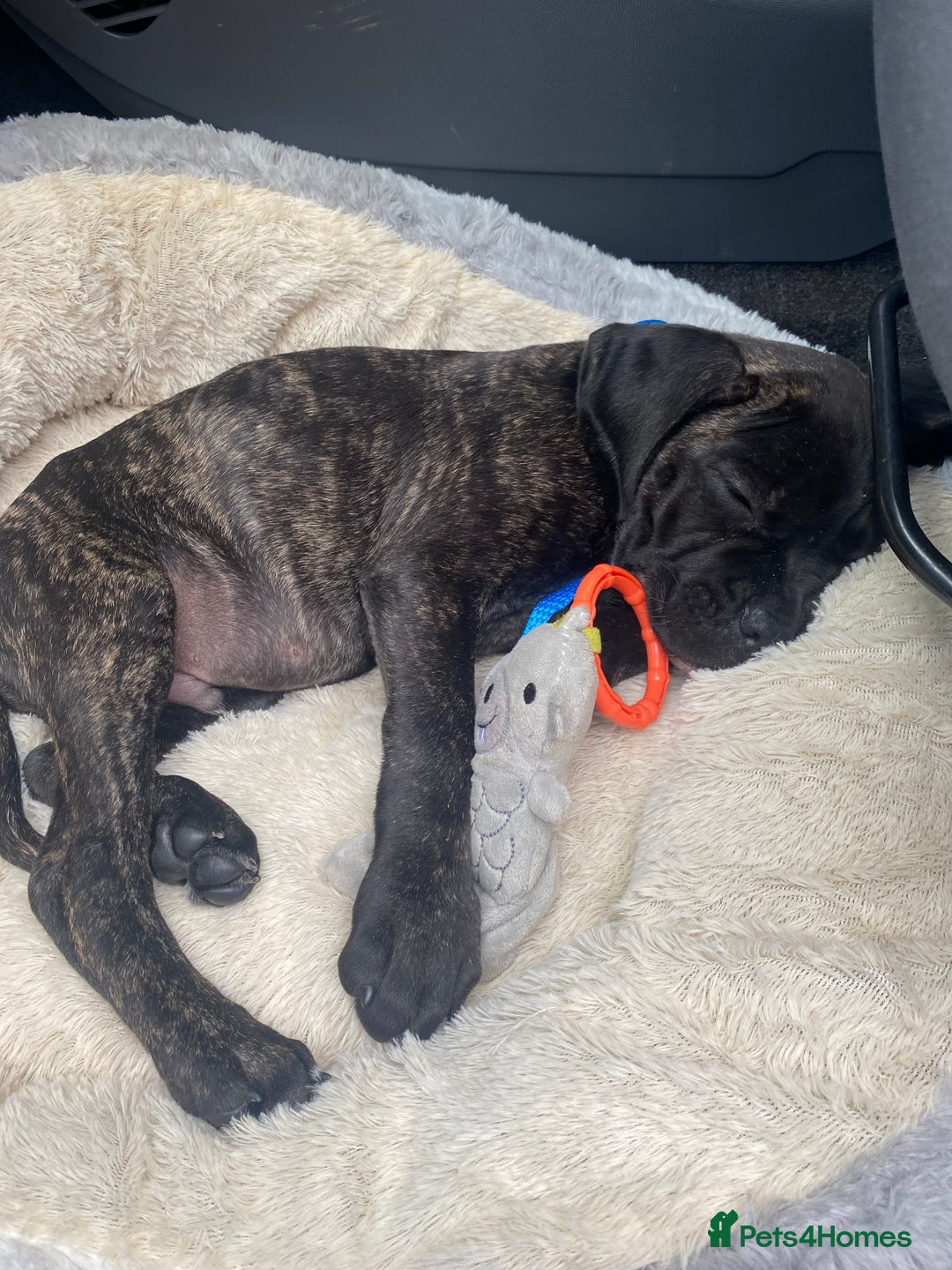 Cane Corso dogs for sale: Bruno  - Advert 26