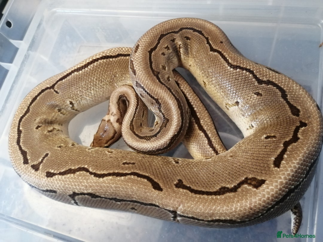 Python Snake reptiles for sale: Adult Royal Python's for sale - Image 5