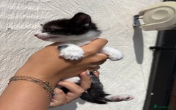 Mixed Breed cats for sale: 4 Kittens  - Image 14