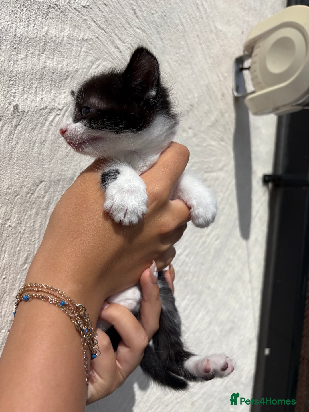 Mixed Breed cats for sale: 4 Kittens  - Image 14