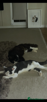 Mixed Breed cats - Advert 1