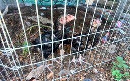 Chickens poultry for sale: Asil chickens for sale  - Image 2