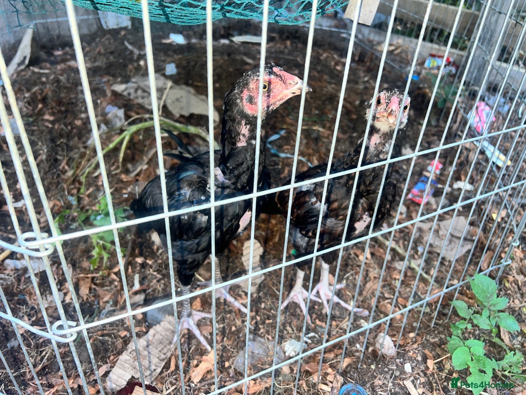 Chickens poultry for sale: Asil chickens for sale  - Image 2