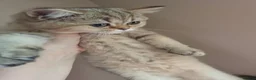 British Longhair cats for sale: Golden British longhair pure bloodline  - Advert 31