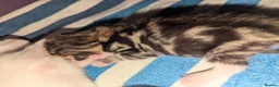 Mixed Breed cats for sale: 4 Beautiful kittens looking forever homes - Advert 18