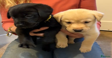 Labrador Retriever dogs 🖤 Labrador Puppies 💛 - Advert 8