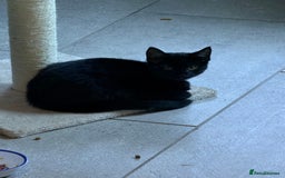 Mixed Breed cats for sale: Black Kitten for Sale – Ready for a New Home - Advert 3