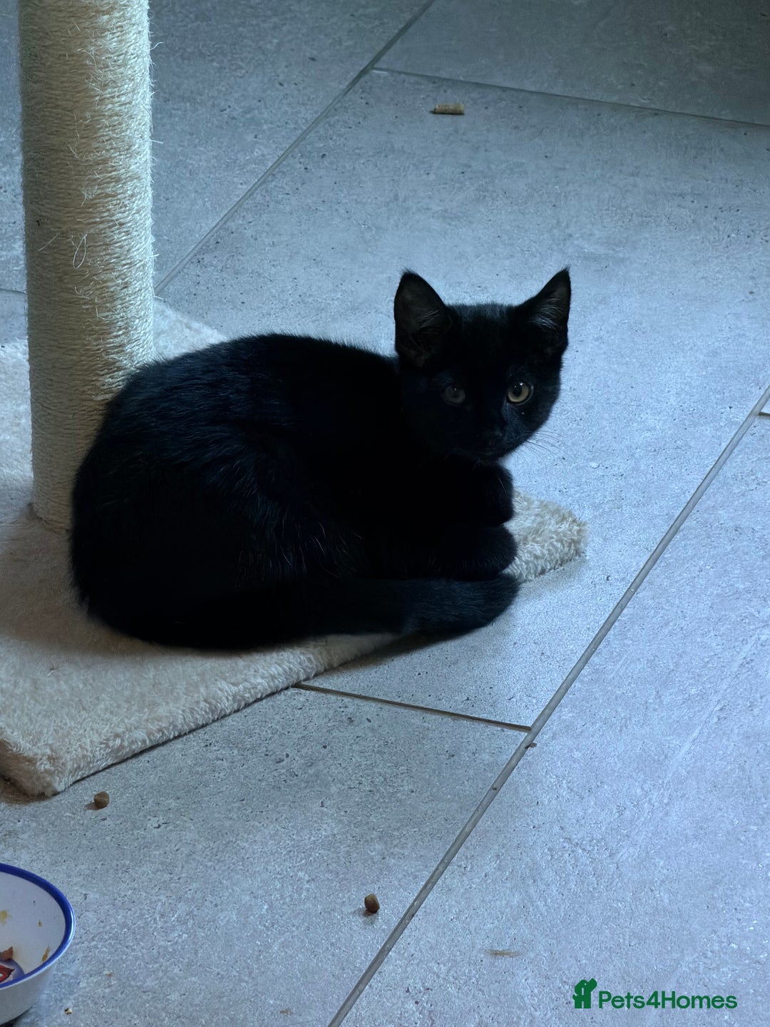 Mixed Breed cats for sale: Black Kitten for Sale – Ready for a New Home - Advert 3