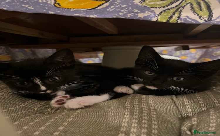 Mixed Breed cats Kittens for sale  - Advert 1