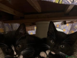 Mixed Breed cats Kittens for sale - Advert 8