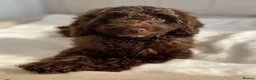 Cavapoo dogs for sale: Premium Quality Teddy Toy Cavapoos F1B - Advert 9