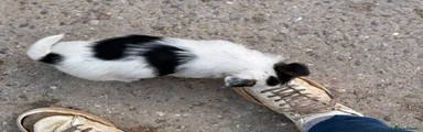 Jack Russell 3