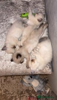 Ragdoll cats - Advert 13
