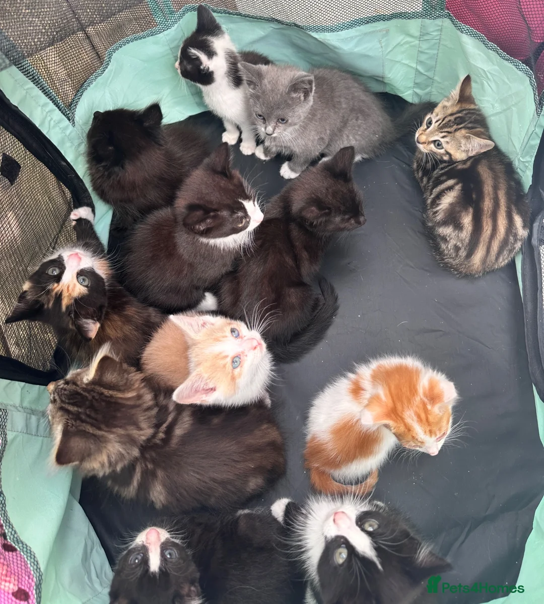 Mixed Breed cats for sale: Fluffy and cute a mixed bunch of paws  - Advert 2