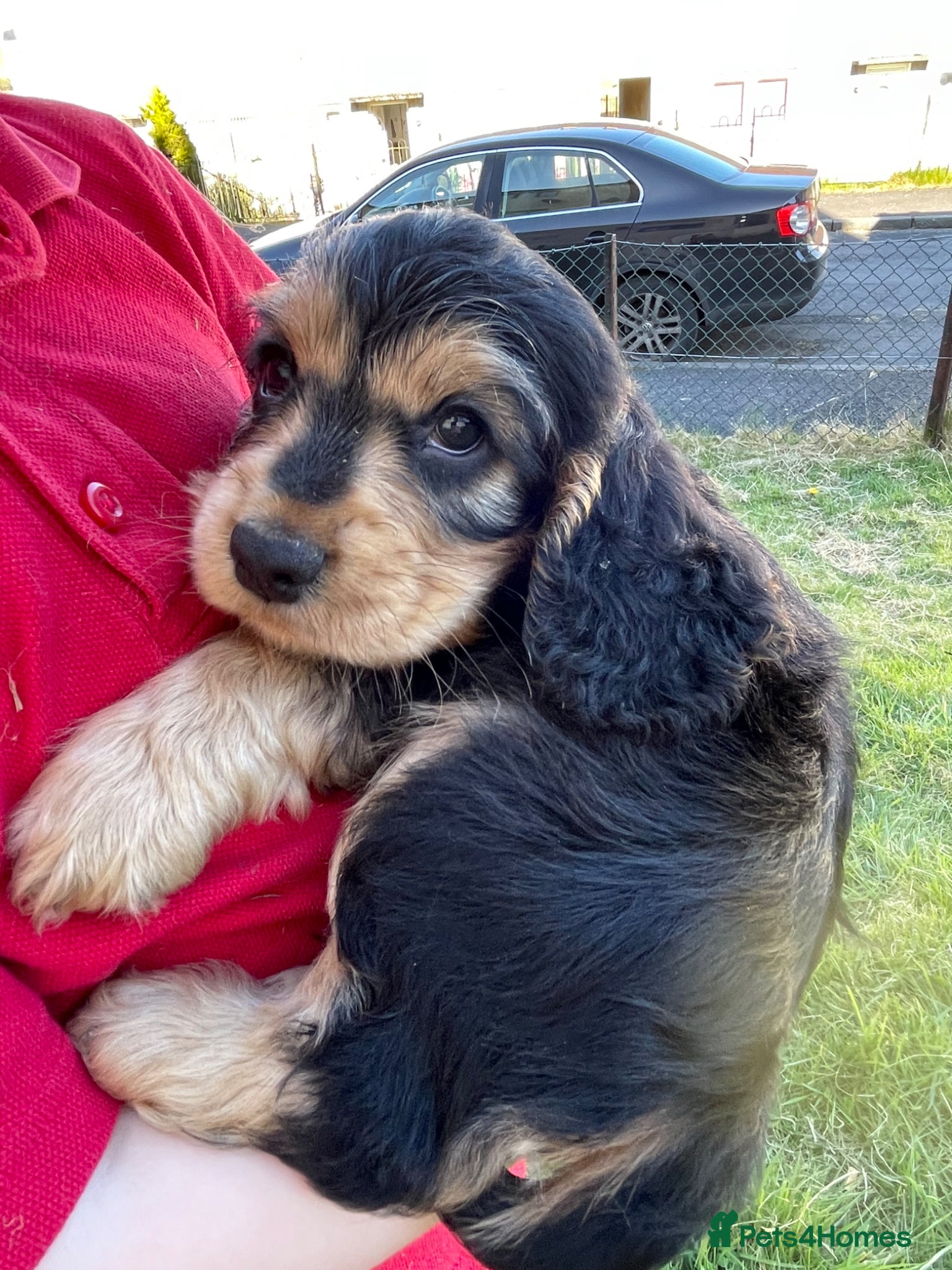 Cocker Spaniel dogs Stunning Show Cocker spaniels  - Advert 6