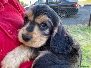 Cocker Spaniel dogs Stunning Show Cocker spaniels - Advert 6