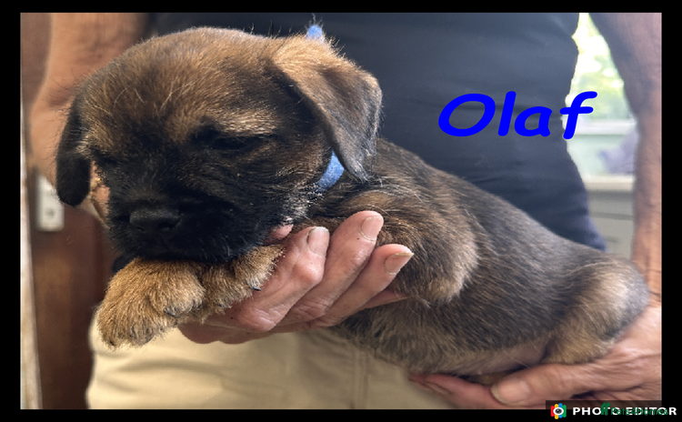 Border Terrier dogs - Advert 1