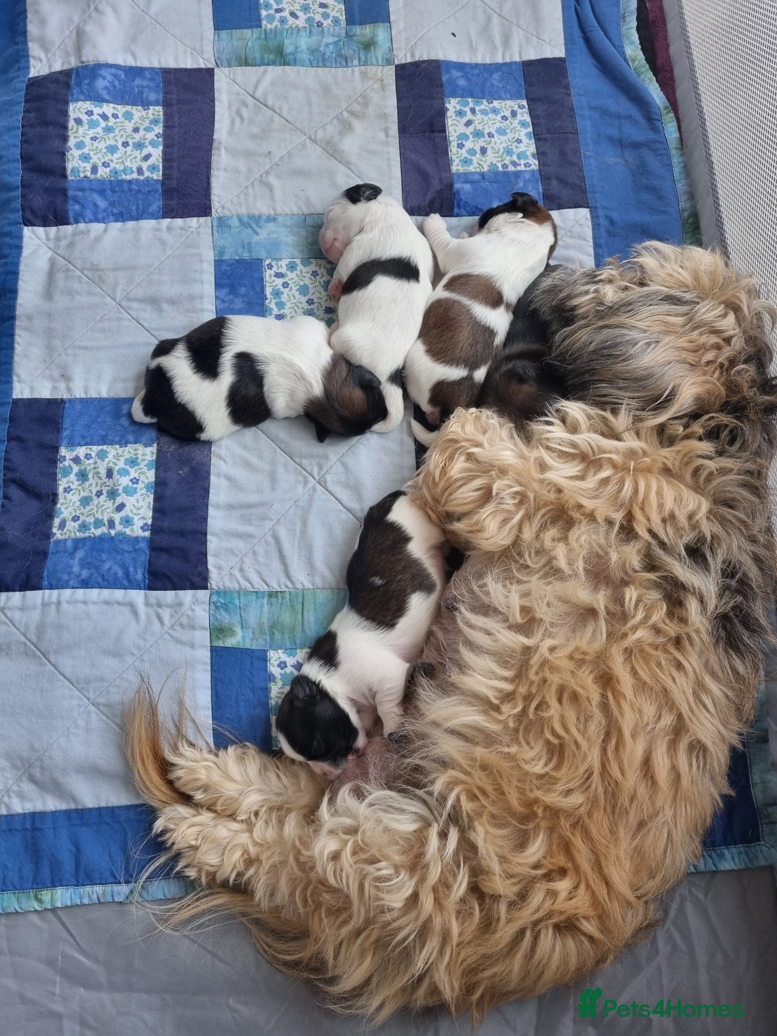 Shih Tzu dogs Shih tzu puppies for sale - Advert 15
