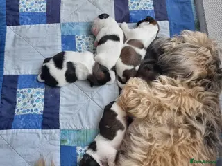 Shih Tzu dogs Shih tzu puppies for sale - Advert 4