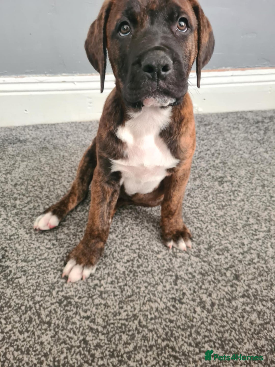 Presa Canario dogs for sale: Presa canario  - Image 1