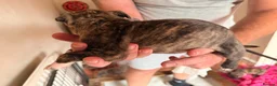 Mixed Breed dogs for sale: Frenchie x staff puppies  in Alfreton - Advert 3