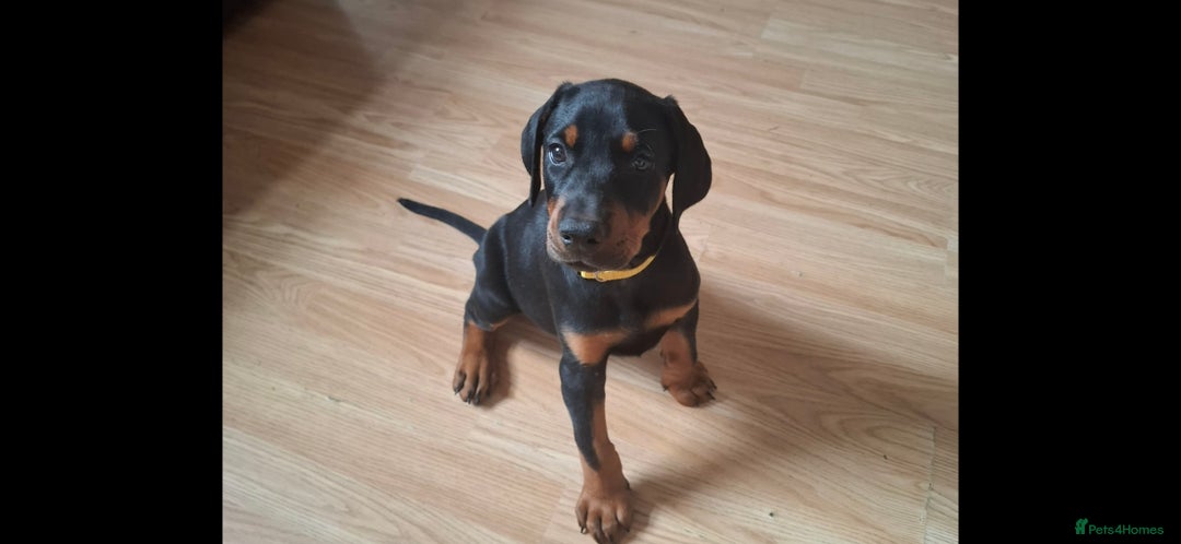 Dobermann dogs for sale: Beautiful Doberman puppies 3 boys 3 girls for sale - Image 14